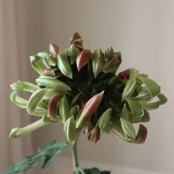 Chrysanthemum Flower