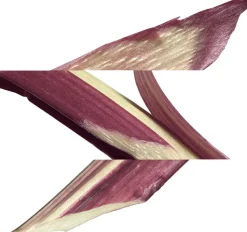 Eau de rhubarbe écarlate Eau de Cologne