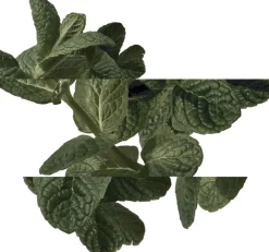 Eau d'orange verte Eau de Cologne