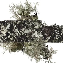 Eau d'orange verte Eau de Cologne