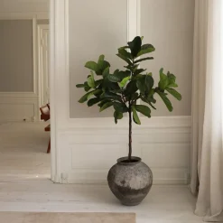 Fiddle Leaf Fig