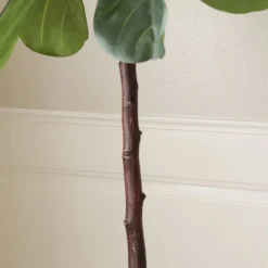 Fiddle Leaf Fig