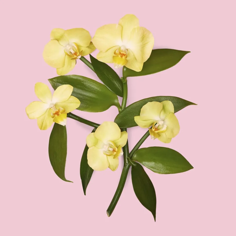 Flora Gorgeous Orchid Eau de parfum