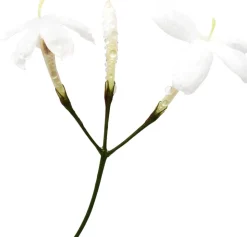 Giorgio Armani Acqua di Gioia Eau de Parfum