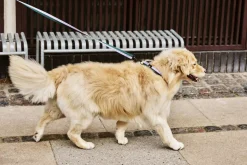 HAY Dogs Collar Flat-M/L-Lavender,