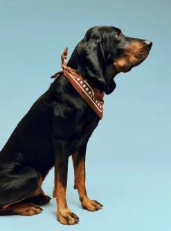 HAY Dogs Scarf Recycled-55 x 55-B