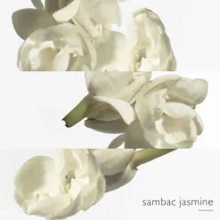 Le Jardin de Monsieur Li Eau de Toilette