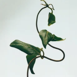 LOEWE Honeysuckle Candle