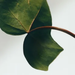 LOEWE Ivy Incense Sticks Refill