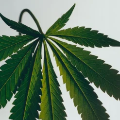 LOEWE Scent of Marihuana Candle