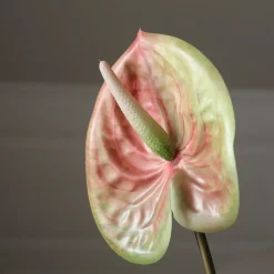 Pink Medium Anthurium Flower