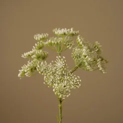 Queen Anne's Lace Flower