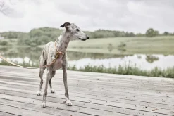 Robin Hundehalsbånd - Ekstra Stor