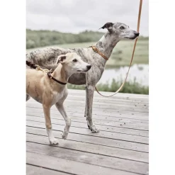 Robin Hundehalsbånd - Lille