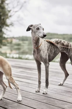 Robin Hundehalsbånd - Stor