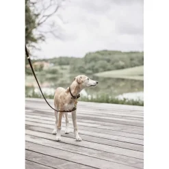 Robin Hundesnor - M/L