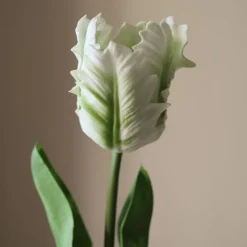 Small Parrot Tulip Flower