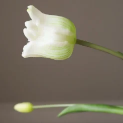 Triumph Tulip Bouquet